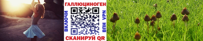 Купить где Ясный Галлюциногенные грибы мицелий